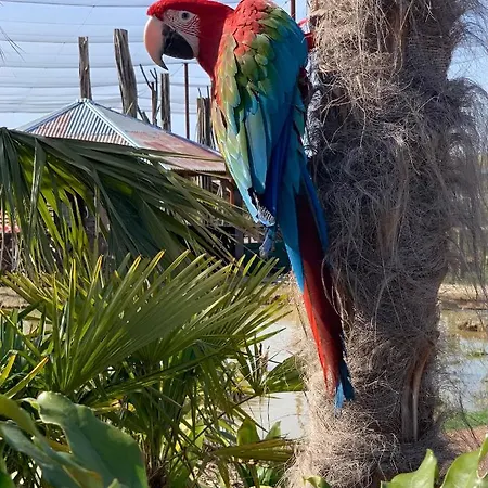 Chata Parrot World - Les