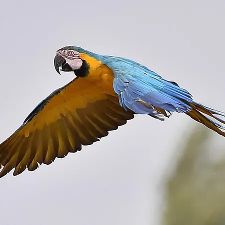 Parrot World - Les 山林小屋 *