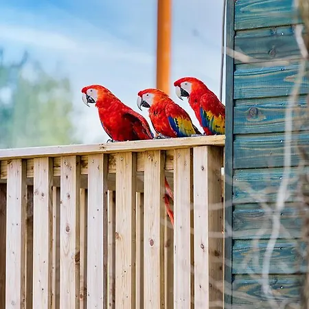 Parrot World - Les *