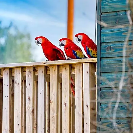 Parrot World - Les Деревянный коттедж *