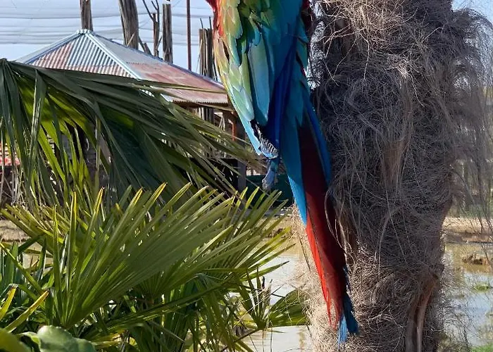 Lodge Parrot World - Les