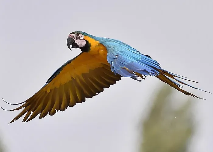 Parrot World - Les Lodge *